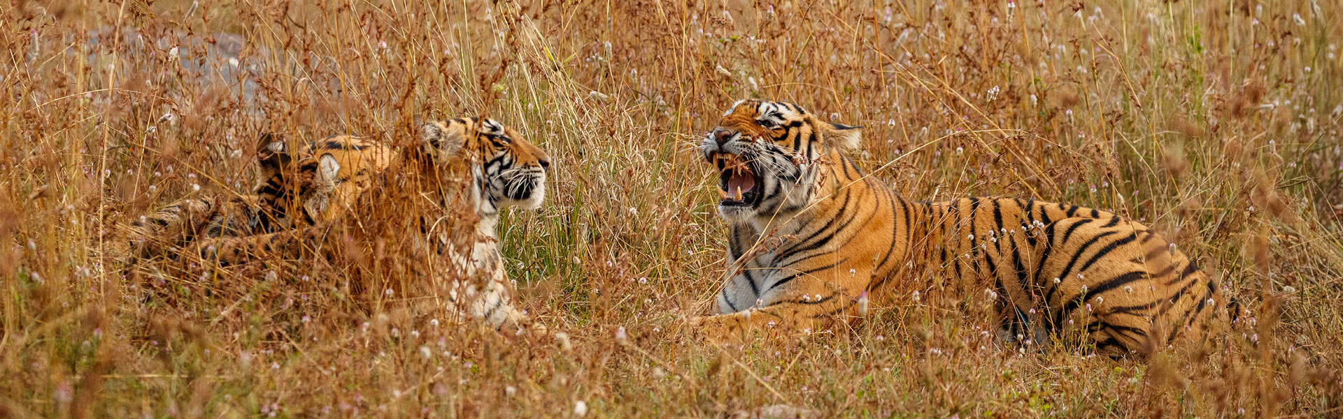 Sundarban