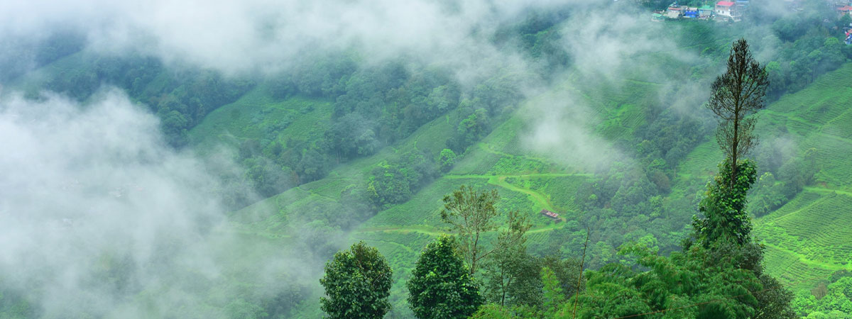 Rongtong 01 N-Lathpanchar 02 N ( Mahananda WLS)-Kolakham 03 N-Neora Valley NP