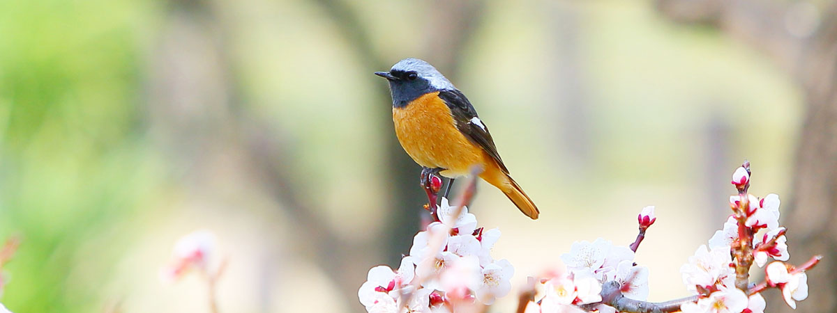 Anini Birding Itinerary: A Paradise for Avifauna