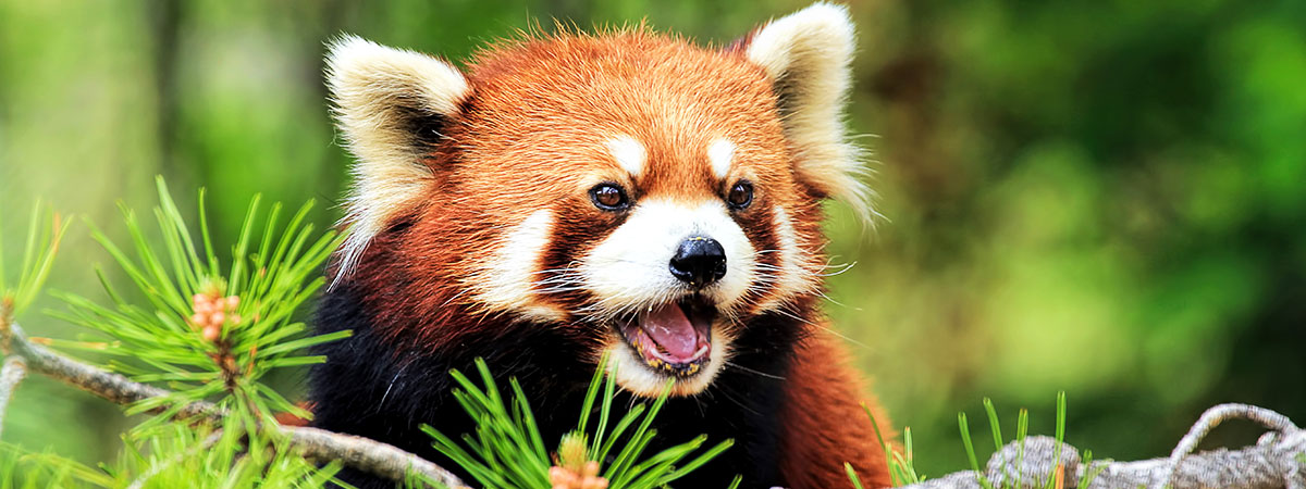 Red Panda Itinerary