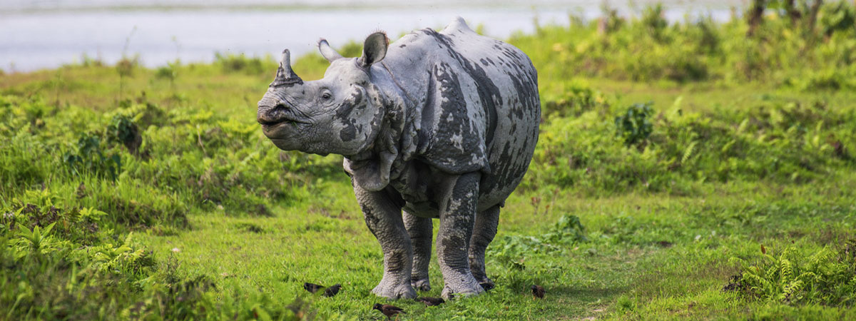 Nameri National Park - Kaziranga National Park - Hoolongapar Gibbon Sanctuary