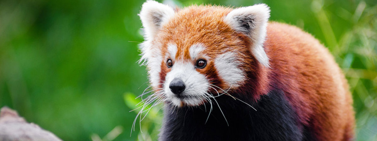 Red Panda (Singalila National Park) & Eastern Bhutan