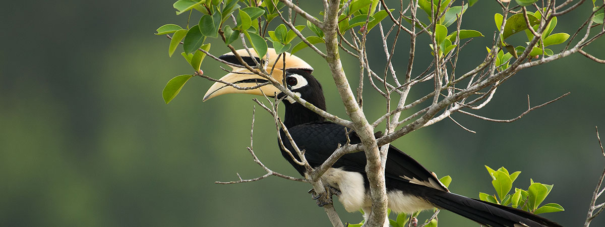 Odisha Birdwatching