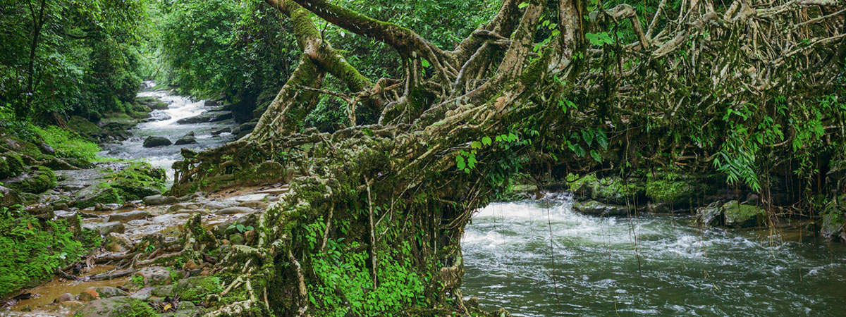 Truly Meghalaya Explore the Khasi, Jayantia & Garo Hills