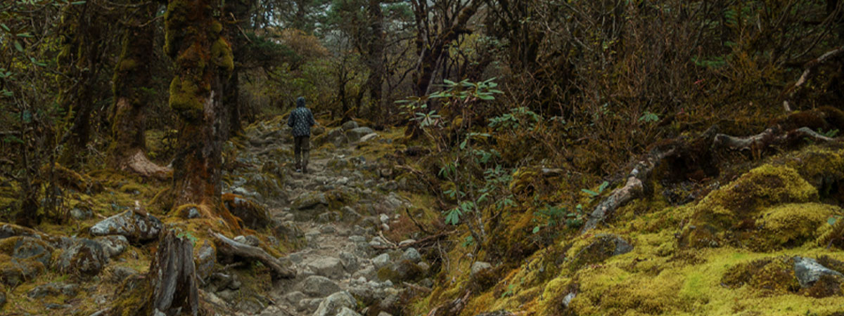 The Family Guided Trek to Singalila National Park