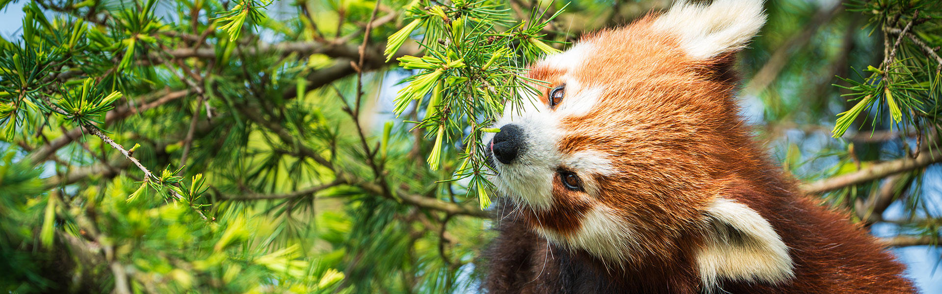 Red Panda Expeditions